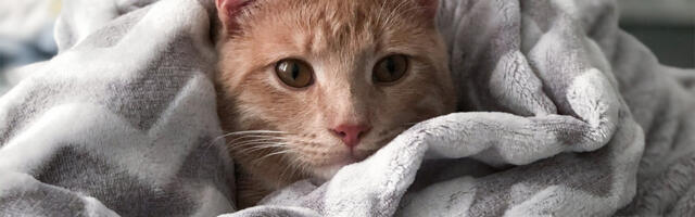 Mačka gledala film pa se uplašila lava