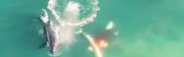 Orke rastrgle veliku belu ajkulu kako bi joj pojele jetru