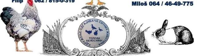 У оквиру Опленачке бербе организује се други пут за редом изложба ситних животиња