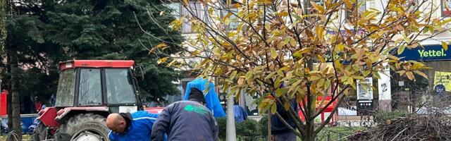 U Čačku prošle godine posađeno 1.013 novih stabala drveća, evo koje su najzastupljenije vrste