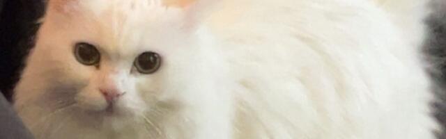 Koliko dugo mačka sme da ostane sama kod kuće?