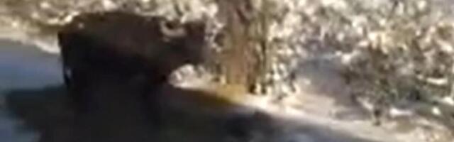 NEVIĐENA SCENA KOD RATKOVA: Voz pregazio bivola, a onda... "Ovo je pravo čudo"