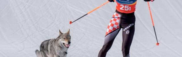 Ljudi u šoku - Hrvatice mislile da ih vuk proganja na Zimskim olimpijskim igrama (VIDEO)