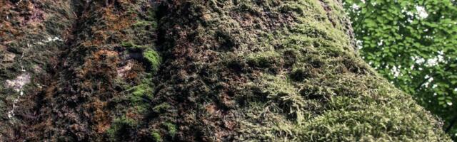 Ana želi da ga sačuva po svaku cenu! U dvorištu njene kuće u Srbiji nalazi se blago iz 17. veka!