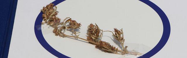 Uhapšen novosadski diler: Policija mu u kolima i stanu pronašla 27 paketića marihuane i vagicu