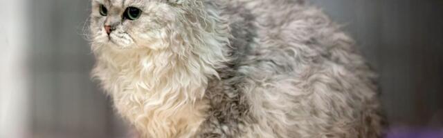 Mirna, mudra ali proždrljiva: Bohemski reks, češka rasa mekanog kovrdžavog krzna i najređa mačka Evrope