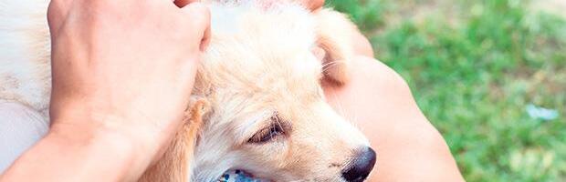 Psi su najveća meta krpelja 1. maja: Ovo su 4 načina na koja najbolje možete zaštititi vašeg ljubimca, a evo šta nikako ne treba da radi