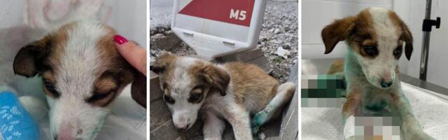 Štene sa odsečenim nogama danima ležalo na ulici: Građani Priboja okretali glave, Milin spasilac ipak STIGAO