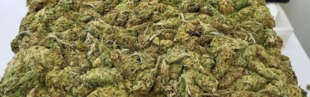 Zaplenjeno više od 1,5 kilograma marihuane! Dvojica muškaraca uhapšena u Novom Sadu