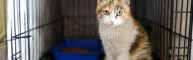 U Kući mačaka na Kingsu mace ne žive u kavezu, imaju doživotnu negu i NE SMEJU BITI EUTANAZIRANE