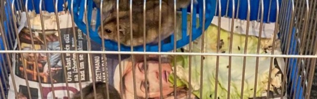 "Vučić nam poslao dva miša i četiri hrčka"