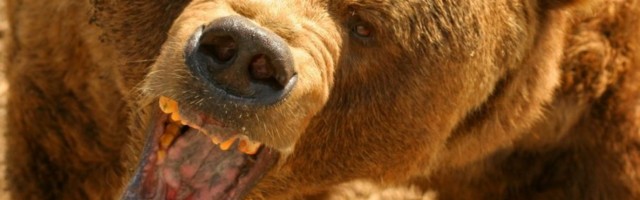 UZNEMIRUJUĆI SNIMA IZ RUSIJE: Medved u cirkusu ščepao dresera za nogu (VIDEO)