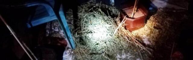 UŽIČKA I IVANJIČKA POLICIJA UDRUŽENIM SNAGAMA STALE ZA VRAT POŠASTI! Otkrivena plantaža marihuane, "baštovan" priveden pravdi