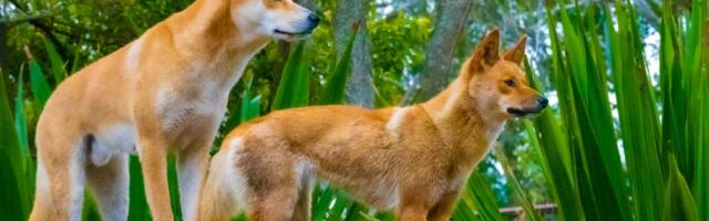 Drevni Aboridžini su znali da je dingo dobar pas i zato su ovu vrstu sahranjivali kao ljude