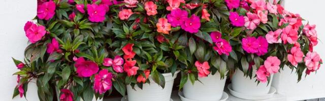 Stavite u cveće ovaj sastojak iz kuhinje - čini čuda!