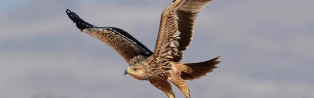 TUGA! Srpski orao krstaš Feliks uhvaćen u Libanu, pa prodat švercerima u Siriji: Sada traže otkup za Feliska - "Satelitski odašiljač koji je nosio je uništen"