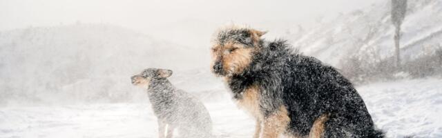 Dva psa se smrzla na hladnoći, vlasniku preti 7 godina zatvora: Da li je svet zaslužio LIBREOV ZAKON