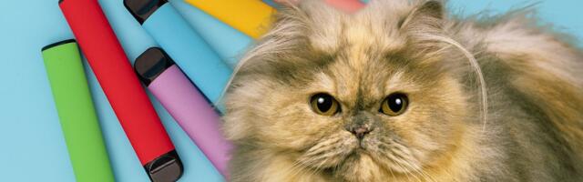 Uživate u VEJPINGU, a imate ljubimca: Najnovija studija predlaže da ODMAH izaberete ko vam je važniji