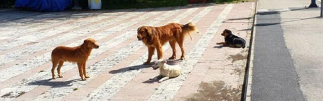 Ujedi pasa izbijaju MILIONE EVRA iz budžeta gradova: Da li su napadi lažirani? Od jednog detalja hvata jeza