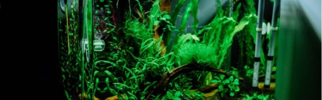 Napravite sami CO2 sistem za akvarijum