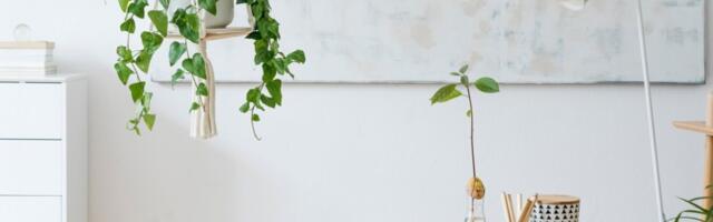 Stars & Plants: Biljke koje treba uključiti u svoj dom u zavisnosti od vašeg horoskopskog znaka