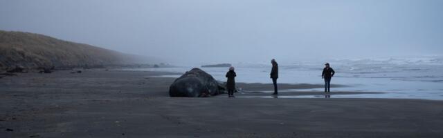 LEŠ OGROMNOG KITA NAĐEN NA PLAŽI Stručnjaci otkrivaju mračnu istinu: "Sve više morskih stvorenja..."
