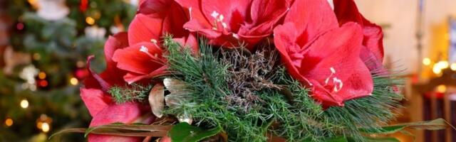 Sobna biljka koja odoleva zimi: Očarava raskošnim cvetovima, a evo kako se pravilno neguje (FOTO)