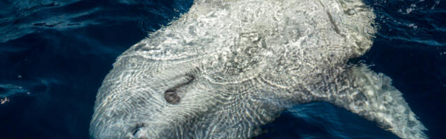 MORSKI DŽIN SNIMLJEN NA JADRANU Ima preko dva metra, ribari ZAPREPAŠĆENI prizorom! (FOTO)