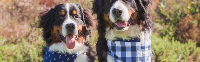 Od 2026. sever Italije uvodi porez na pse: Boravišna taksa 1,50 evra po noći, lokalci plaćaju godišnju naknadu