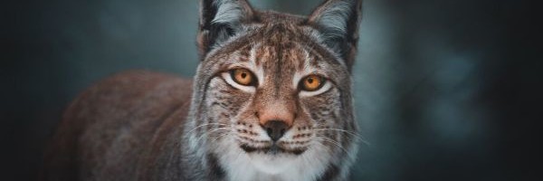 Najbolje fotografije životinja iz 2020. godine