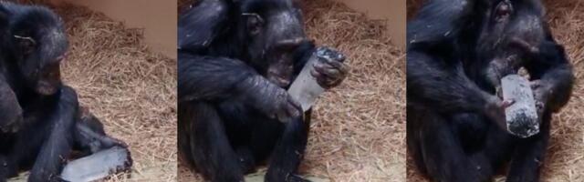 Fascinacija kristalima ima dubok koren: Evo šta je pokazalo istraživanje sa šimpanzama