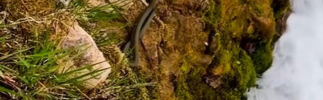 Gadno: Ima je tri metra, a neki kažu da je prelepa (VIDEO)