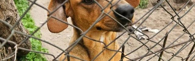 Mali PRTLJAG SA ČETIRI NOGE čeka vlasnika koji ne može da se vrati: Dirljiva priča jazavičarke iz Subotice