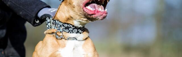 Ovih 5 rasa najčešće grizu! Da li prepoznajete o kome je reč? (FOTO)