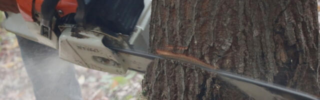 UPAO U DRŽAVNU ŠUMU, PA NASEKAO 10 KUBIKA! Podignuta krivična prijava, policija u strugari pronašla OVO