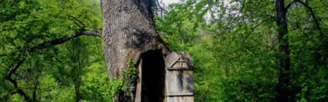 Srpsko čudo skriveno u šumi: Napravio je crkvu unutar starog hrasta, a u nju mogu da uđu samo tri osobe!