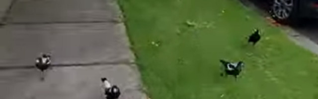 Napale ga svrake na putu do kuće, trčao je glavom bez obzira! (VIDEO)