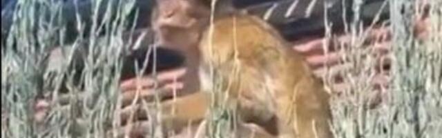 Majmun se šeta na krovu kuće na Karaburmi (VIDEO)