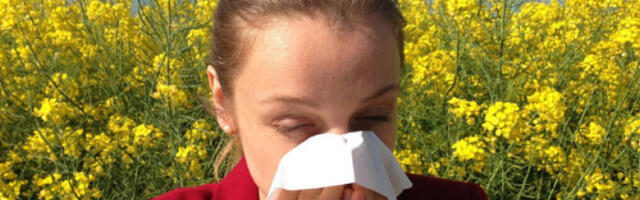 Највећи алергени тренутно су полени тисе, бреста, јове, јасена