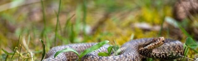 Ovaj SPECIFIČAN MIRIS odaje ZMIJU: Ako ga osetite, znači da se šunja oko vas