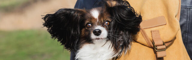 Volonter sa psom u rancu iz azila, u šetnji kroz grad: Ideja je da se napušteni pas usvoji (VIDEO)