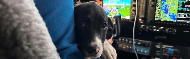 Pilotske misije za životinje: Ko su ljudi koji avionima prevoze pse i mačke iz prepunih azila do spasa?
