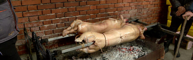 Na Badnji dan u Šumadiji se tradicionalno ide po badnjak i peče se Božićna pečenica