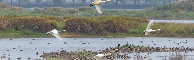 MSP Kine: Kina dala važan doprinos globalnoj zaštiti i obnovi močvara