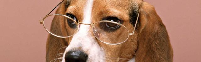 Da li znate koje rase pasa žive najduže?