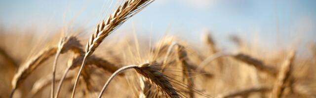 Stiže li najteža godina za ratare? Pšenica i kukuruz drastično gube na vrednosti, prognoze nisu optimistične