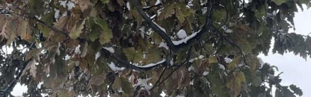 Misterija u užičkom selu: Ni sneg im ne može ništa - zelene se ko u proleće