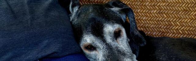 Zašto stariji psi iznenada menjaju navike i kako da znate da li je u pitanju PROBLEM ili POTREBA