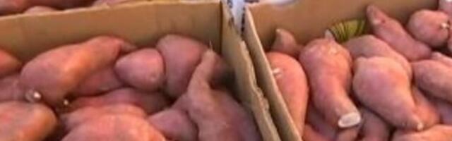 Zarada od gajenja ovog povrća ide i do 10.000 evra po hektaru: Potražnja raste, biznis cveta, pare samo kaplju