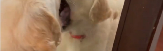 Štene Zlatnog retrivera pokušava da poljubi svoj odraz u ogledalu (VIDEO)